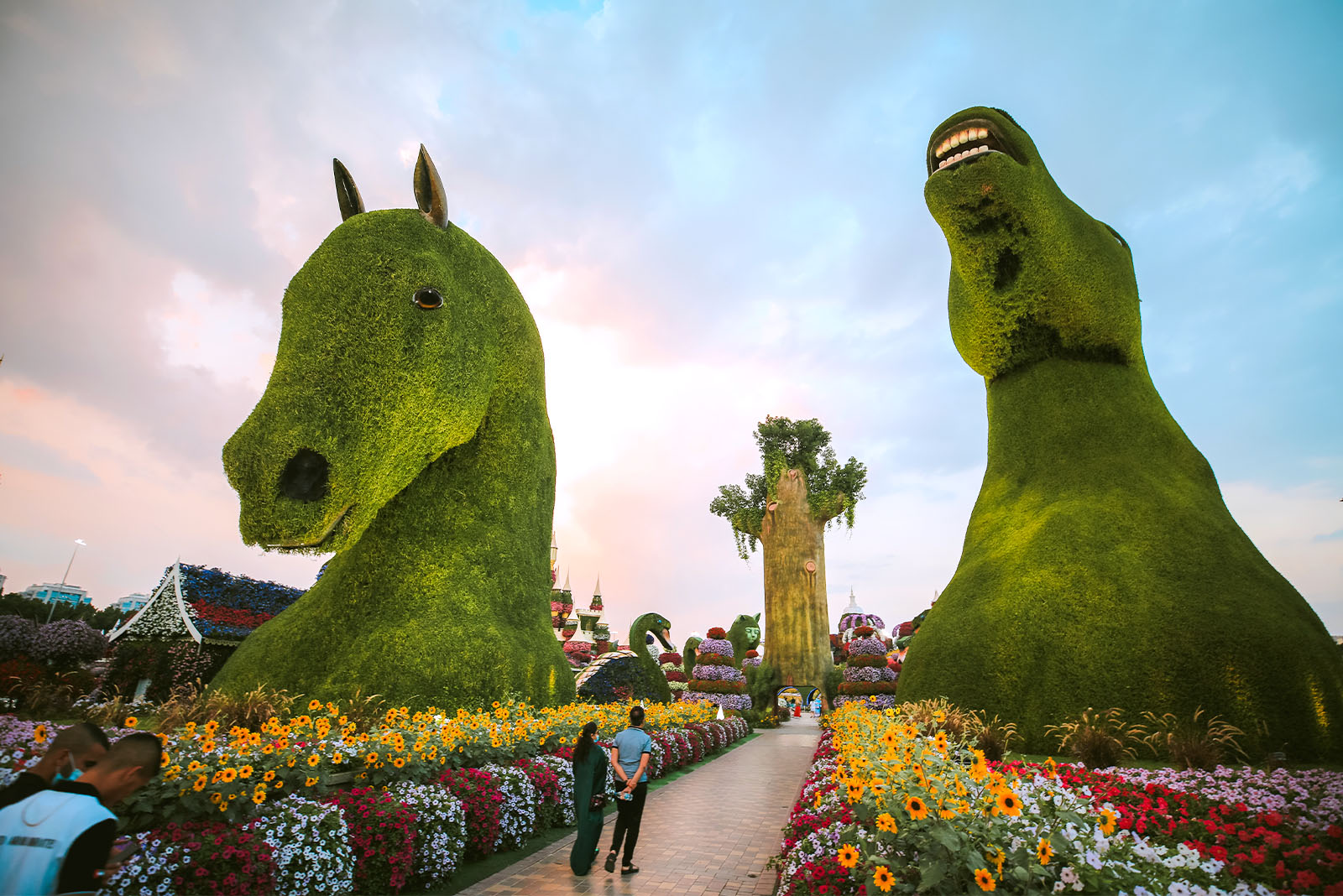 迪拜天气，奇迹花园 
